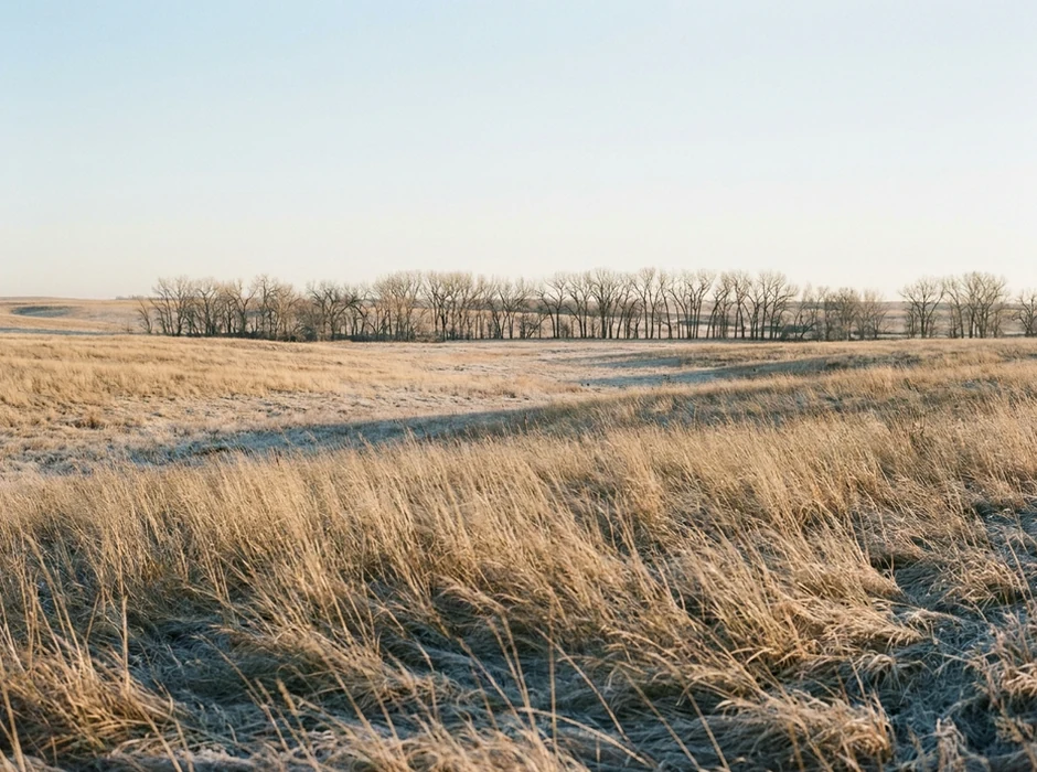 Prairie grass and cottonwoods under morning light.